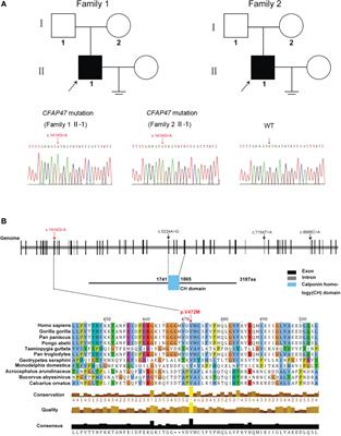 Frontiers A Novel Mutation In CFAP47 Causes Male Infertility Due To